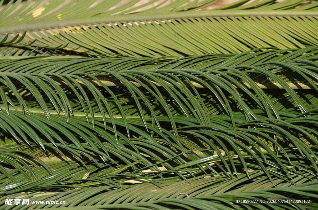 翠绿羽状叶片特写