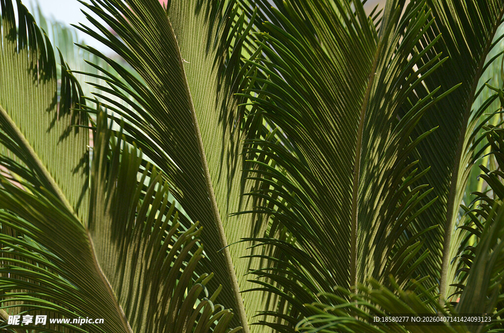 茂密棕榈叶特写