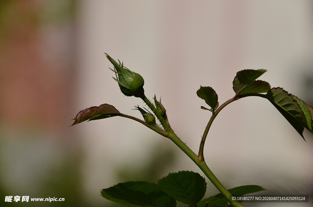 嫩绿月季花蕾特写