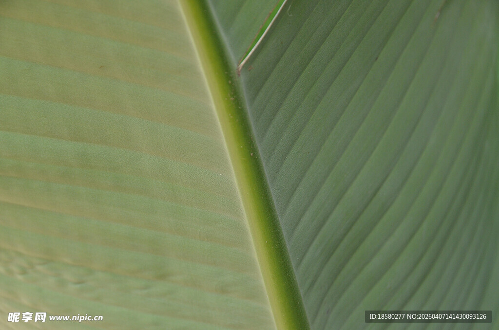翠绿叶片的清晰纹理特写