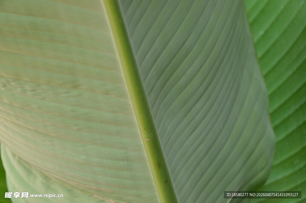 翠绿芭蕉叶特写