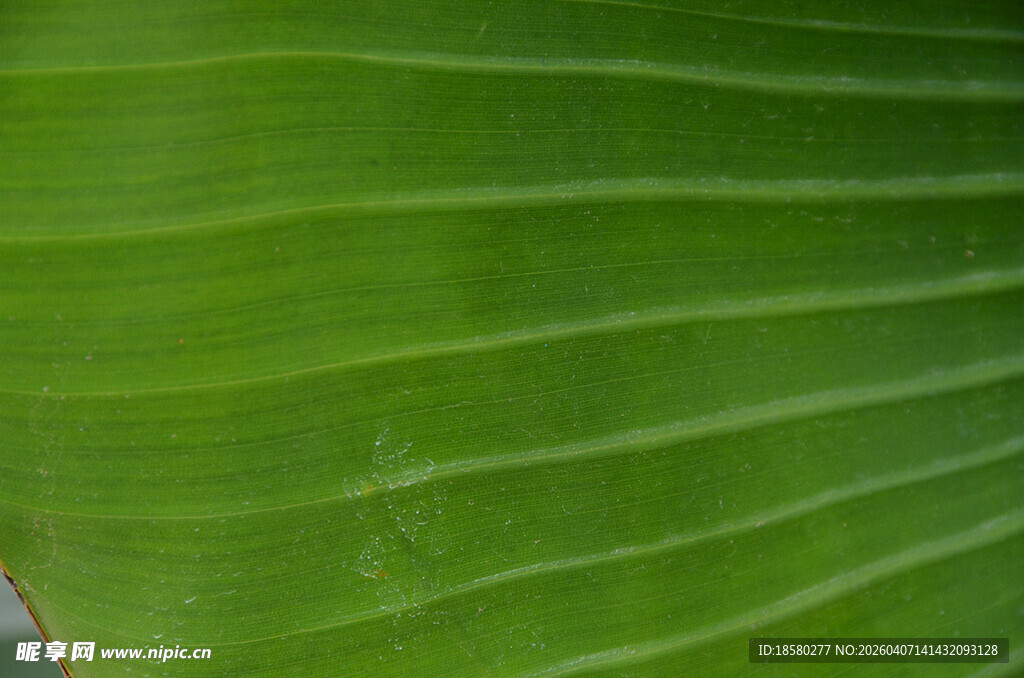 翠绿叶片纹理特写