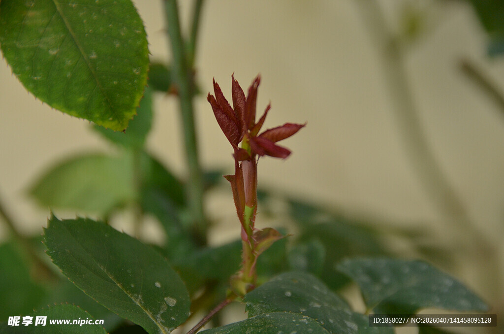 红色小花绽放绿叶间