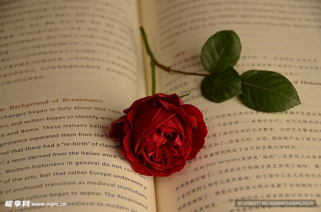 玫瑰静置于翻开的书页间