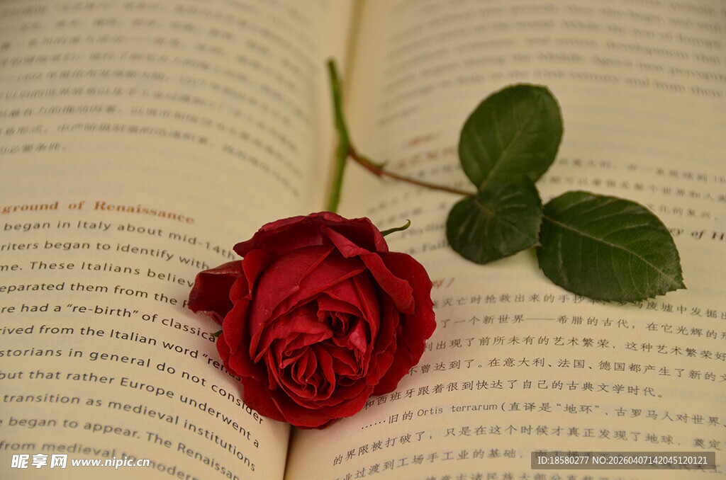 玫瑰静置于翻开的书页间