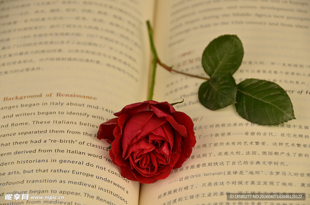 书页上的娇艳红玫瑰