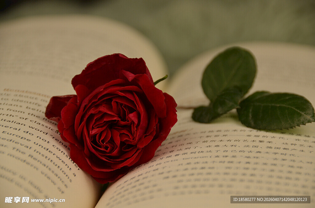 书页上的娇艳红玫瑰