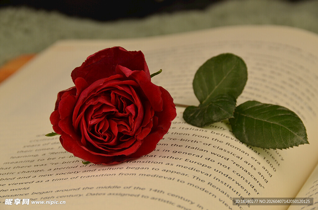 玫瑰静置于翻开的书页上