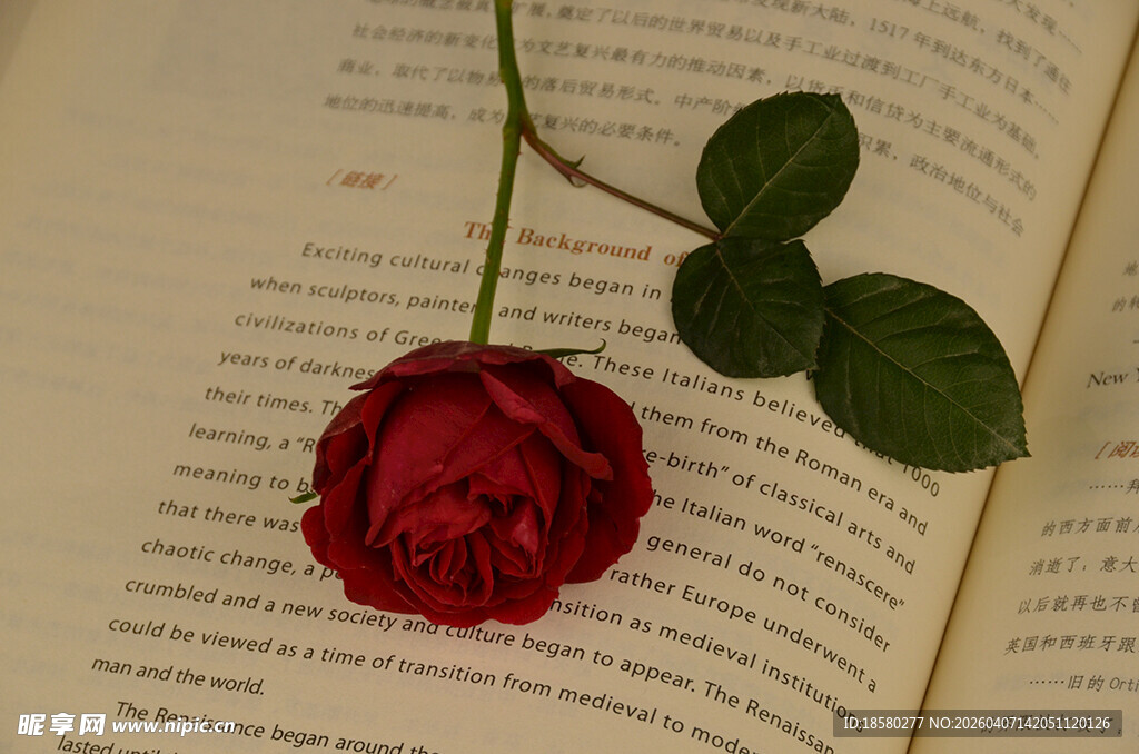 玫瑰静置于翻开的书页上