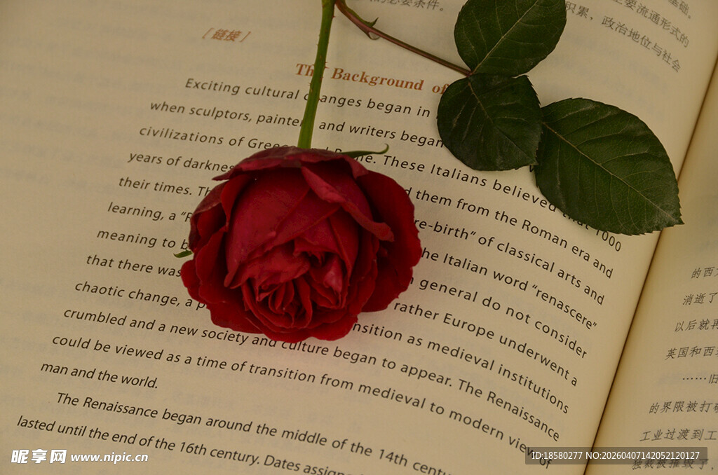 书页上的娇艳红玫瑰
