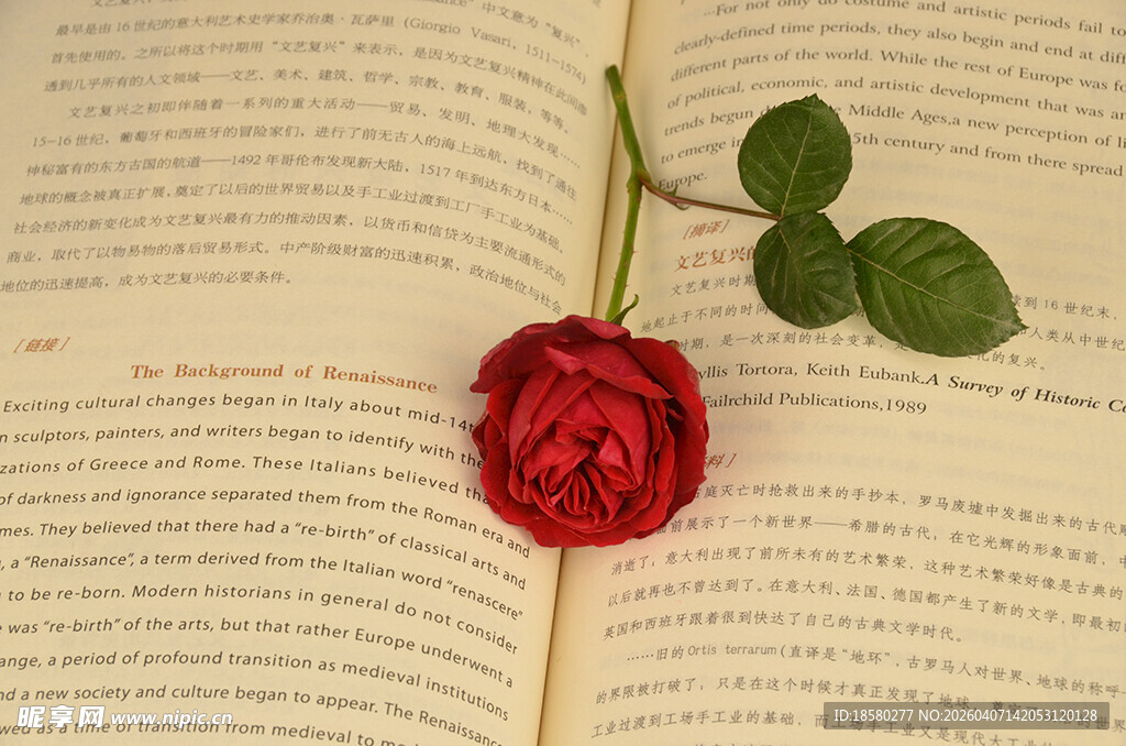 书页上的娇艳红玫瑰