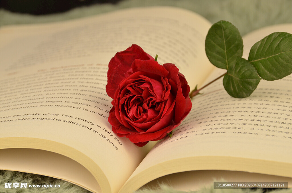 玫瑰静置于翻开的书页上
