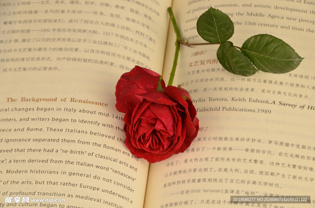玫瑰静置于翻开的书页上
