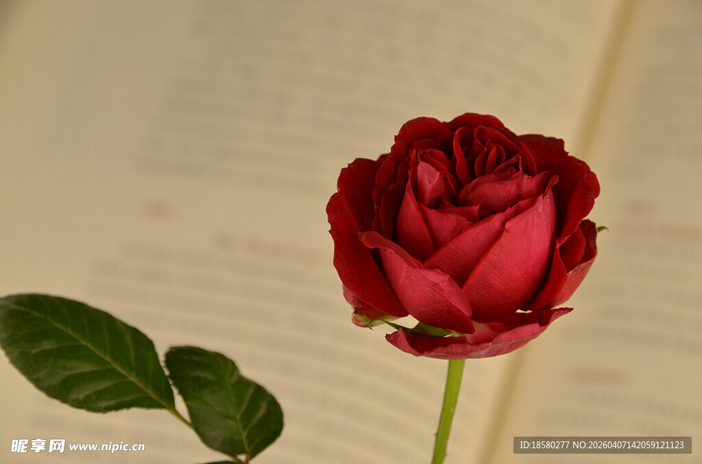 书本上的娇艳红玫瑰