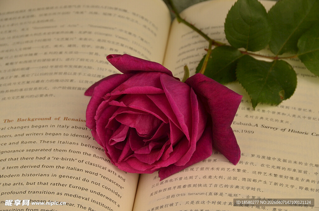 玫瑰静置于翻开的书页上