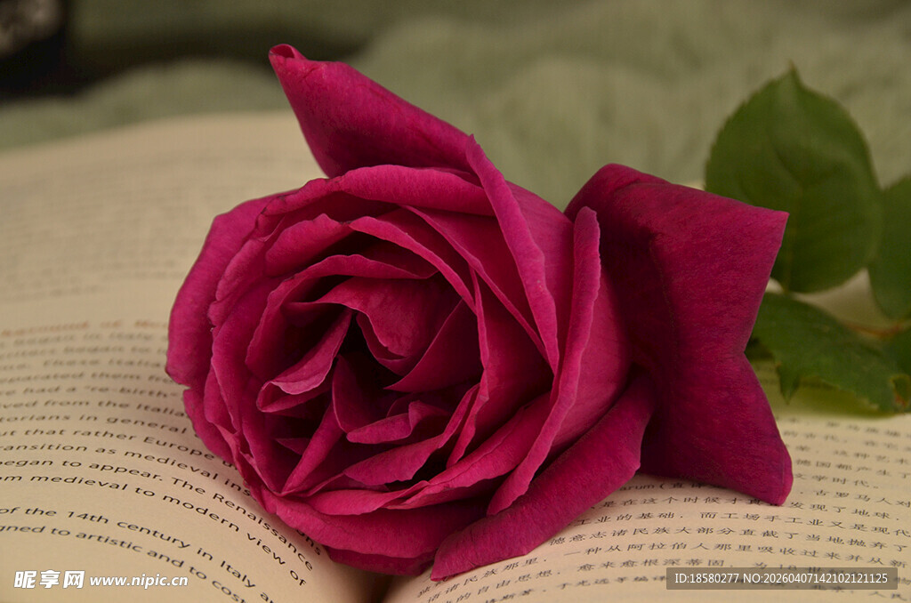 书本上的娇艳玫红玫瑰