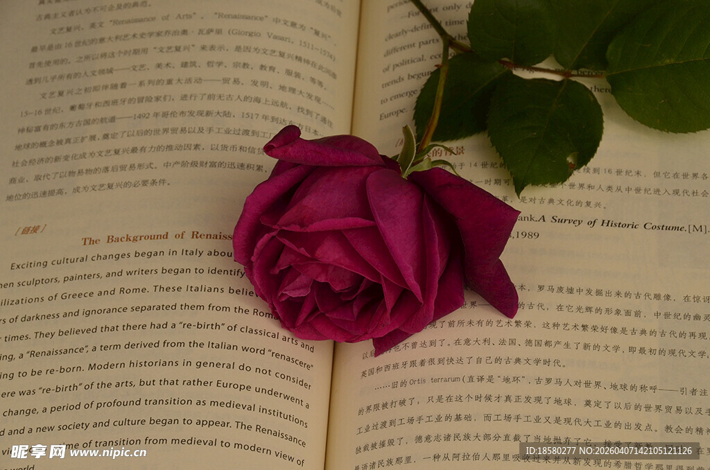 玫瑰静置于翻开的书页上