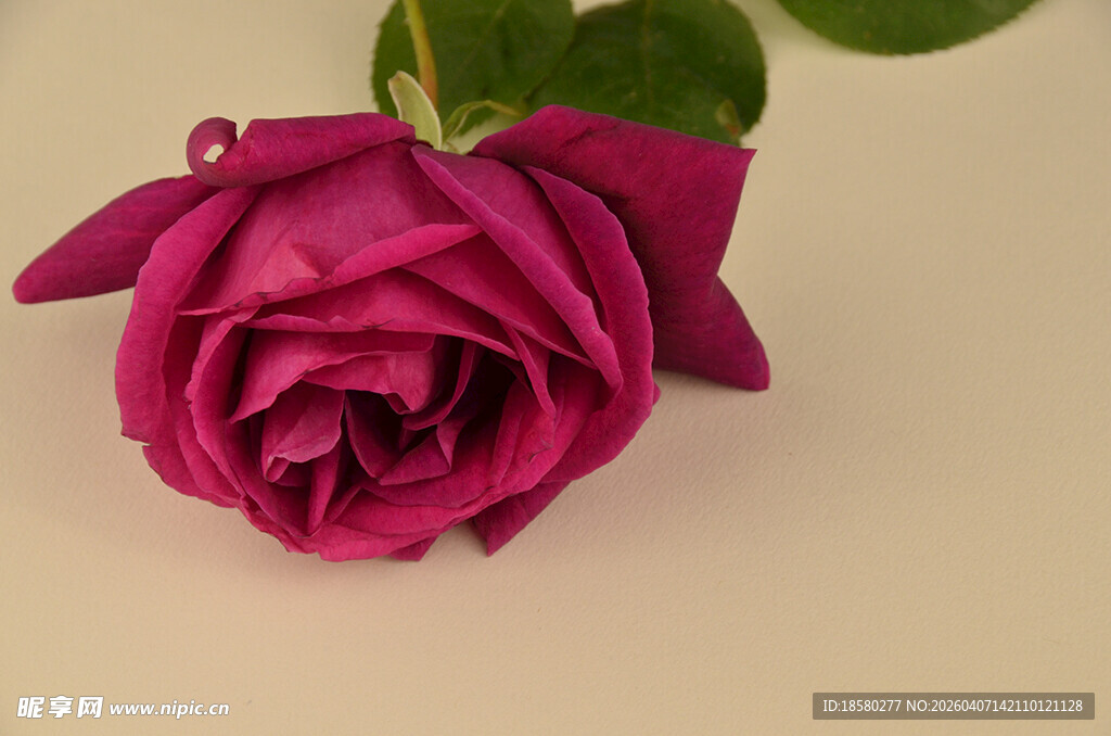 深玫色娇艳玫瑰