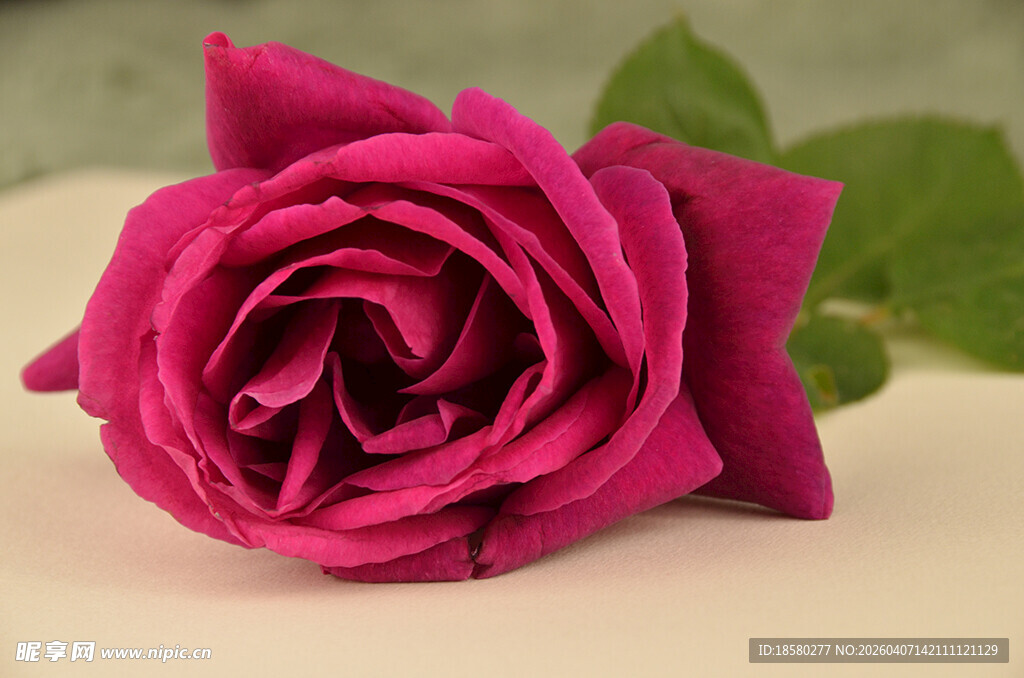 深玫色玫瑰特写