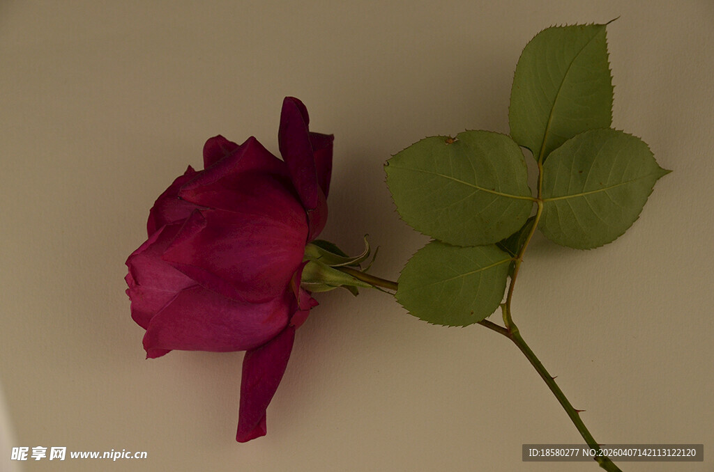 娇艳紫红色单支玫瑰