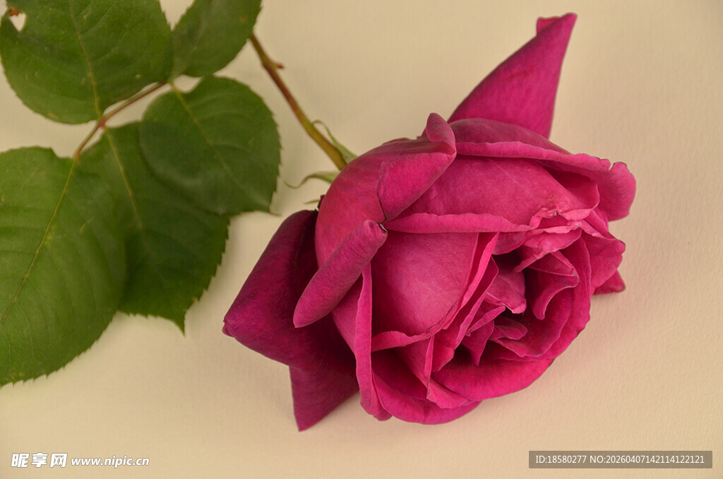 深紫色玫瑰特写