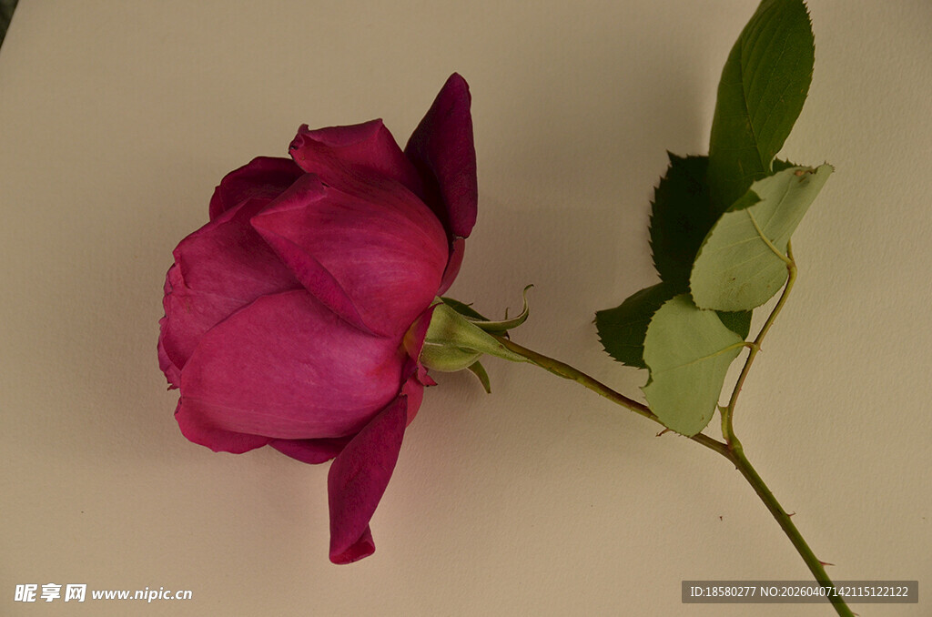 娇艳玫红色单支月季花