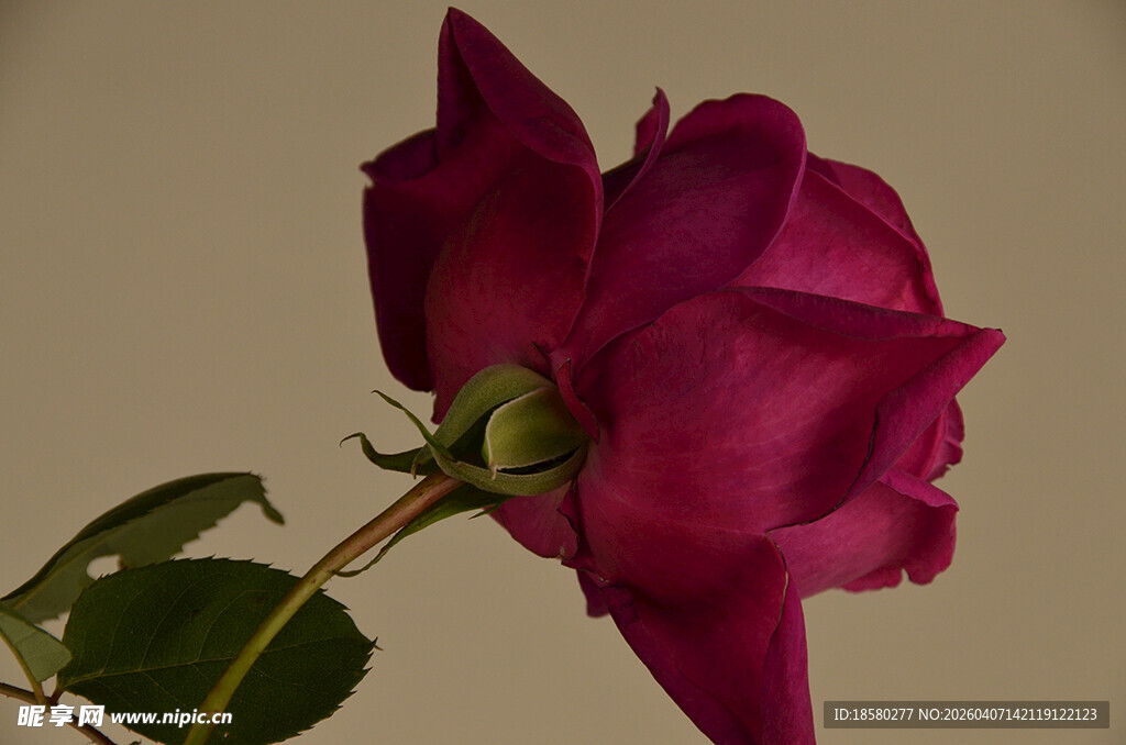 深玫红色玫瑰特写