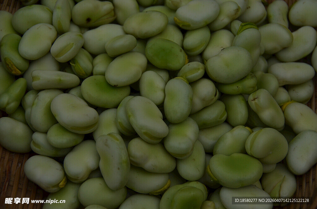 新鲜饱满的青蚕豆