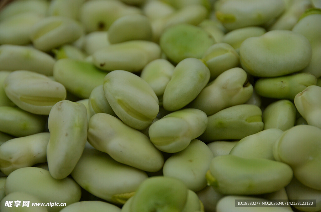 新鲜饱满的青蚕豆