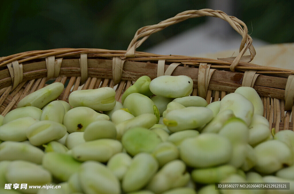 竹篮中的鲜嫩青蚕豆