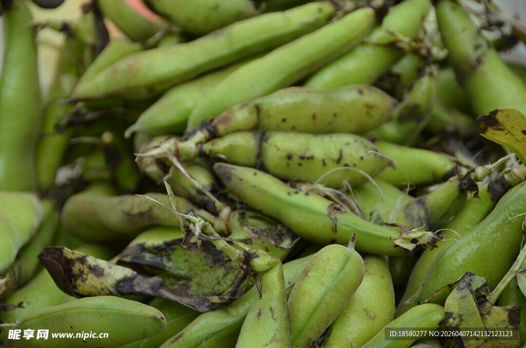 饱满鲜嫩的青蚕豆