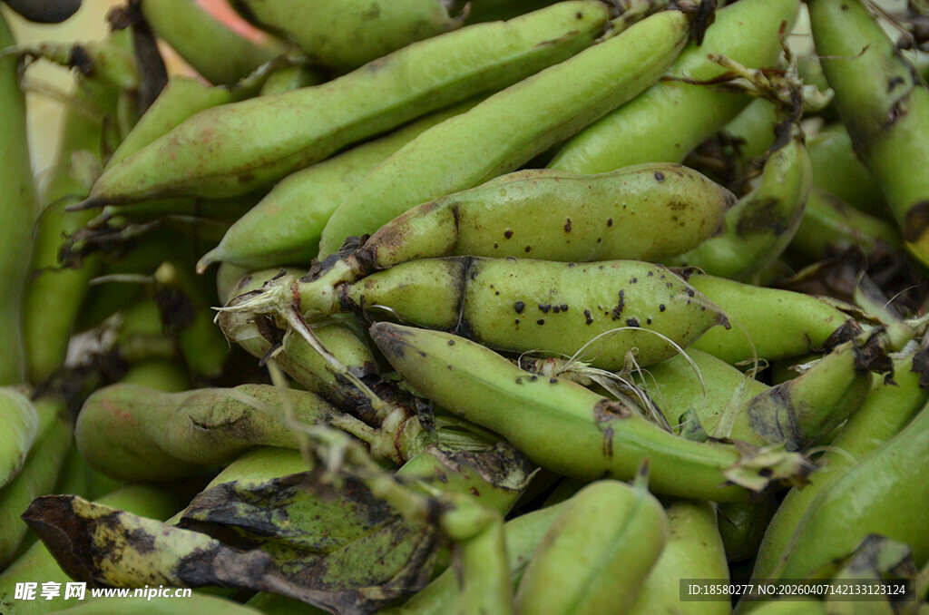 新鲜饱满的青蚕豆堆