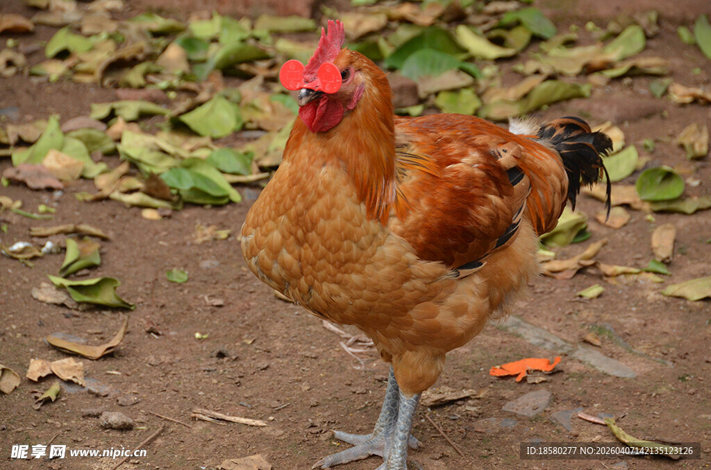单脚站立的红冠母鸡