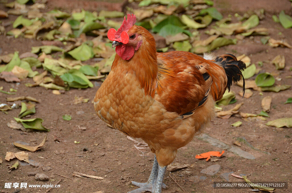 单只母鸡站在地面上