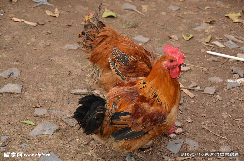 庭院中艳丽的大公鸡