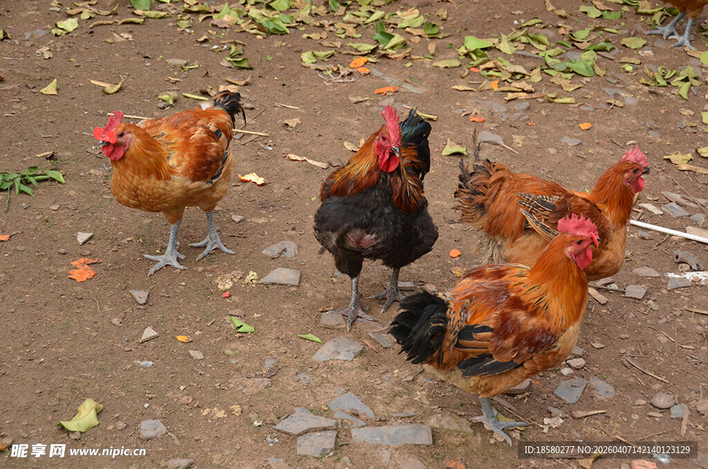 一群鸡在地面觅食