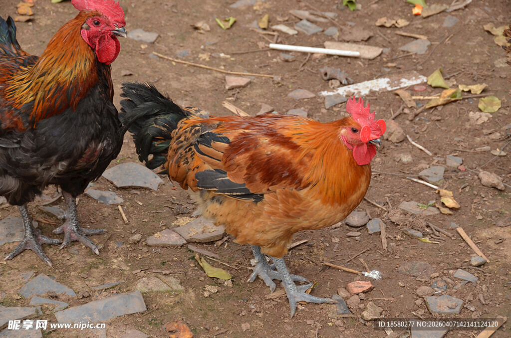 庭院中的几只色彩斑斓公鸡