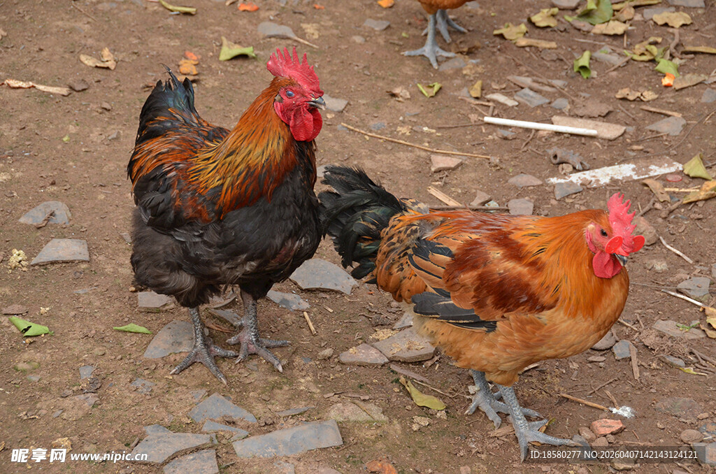 庭院中的几只鸡