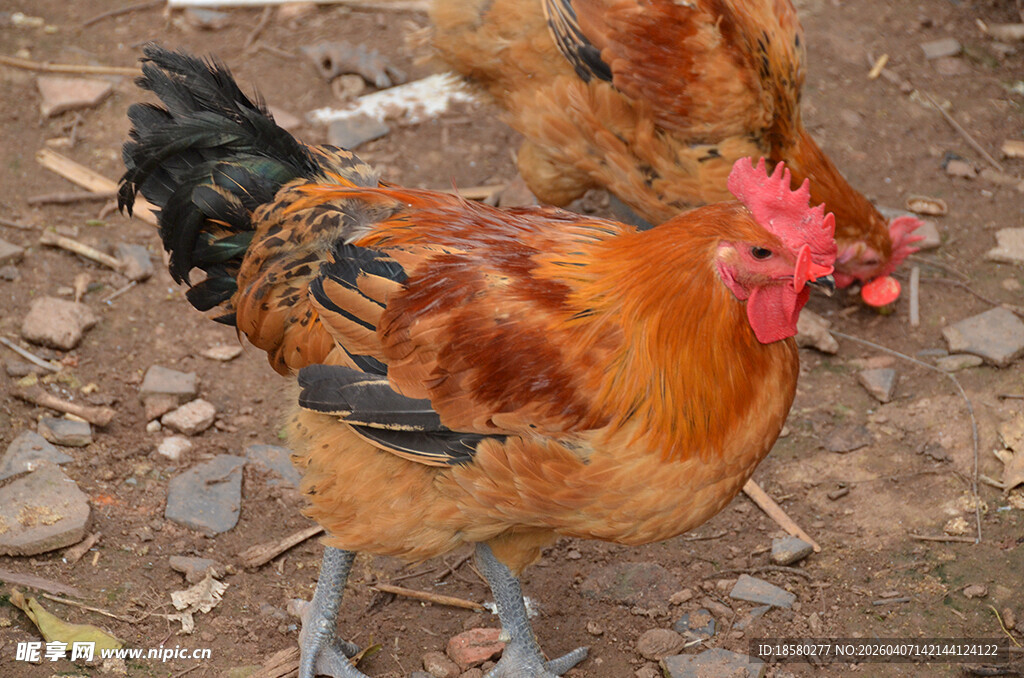 庭院中的多彩鸡