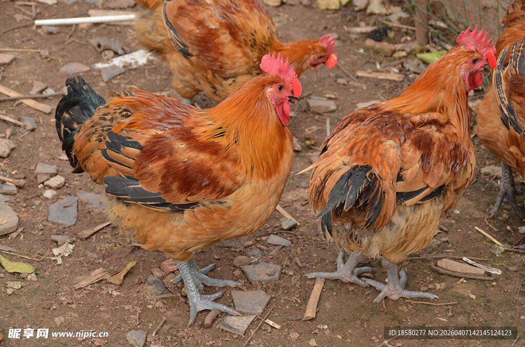 一群鸡在地面活动