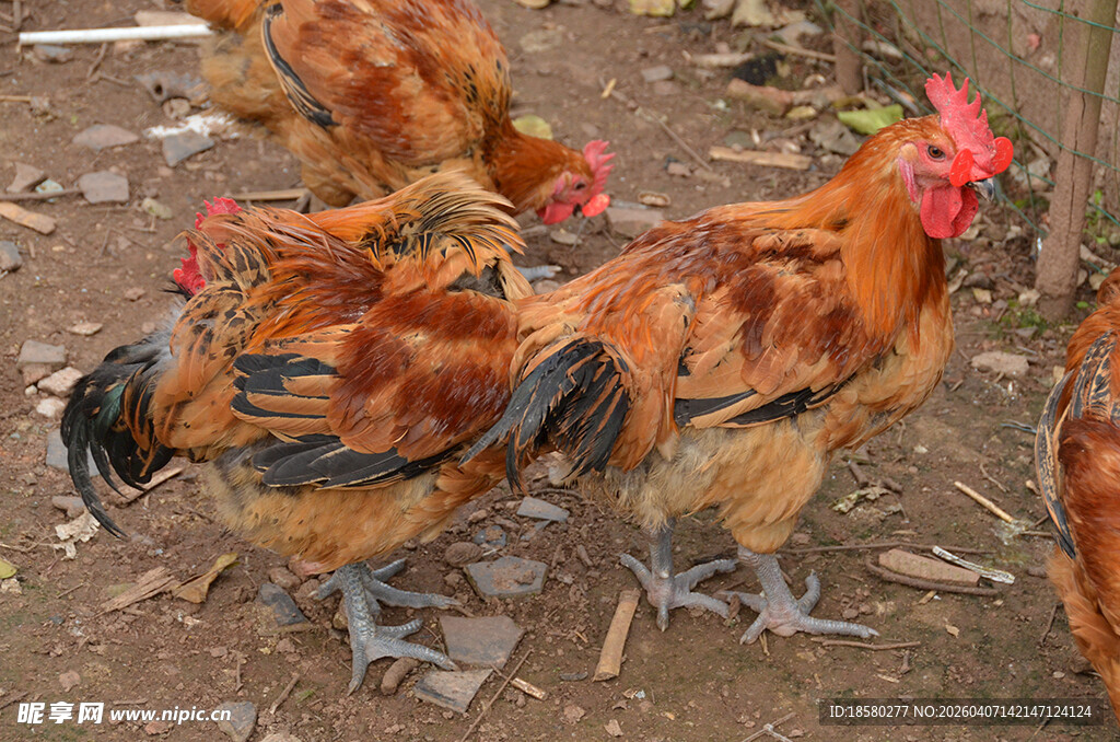 一群鸡在地面觅食