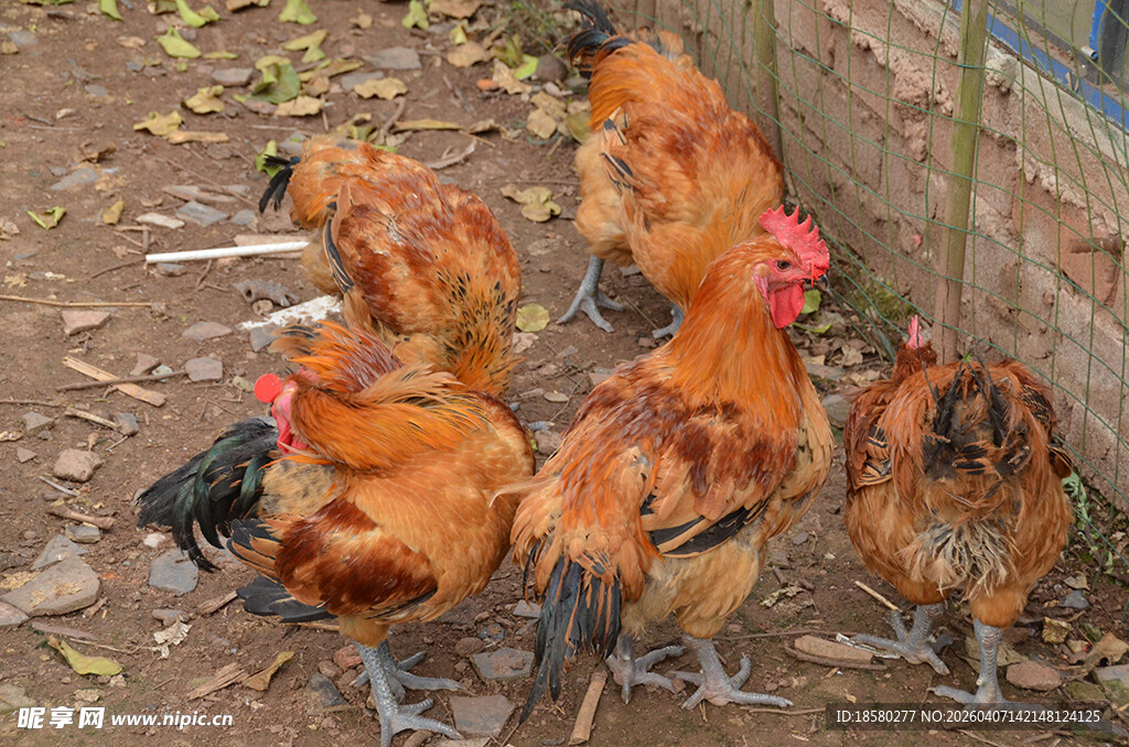 一群鸡在户外觅食