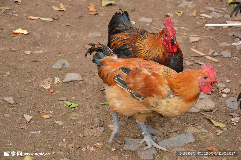 泥地上的几只色彩鲜艳的鸡