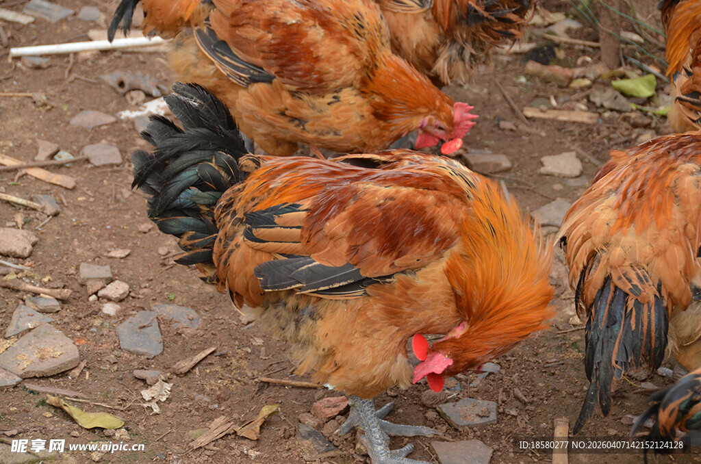 地上觅食的几只鸡