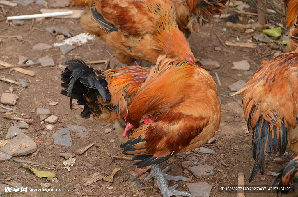 地上觅食的几只鸡
