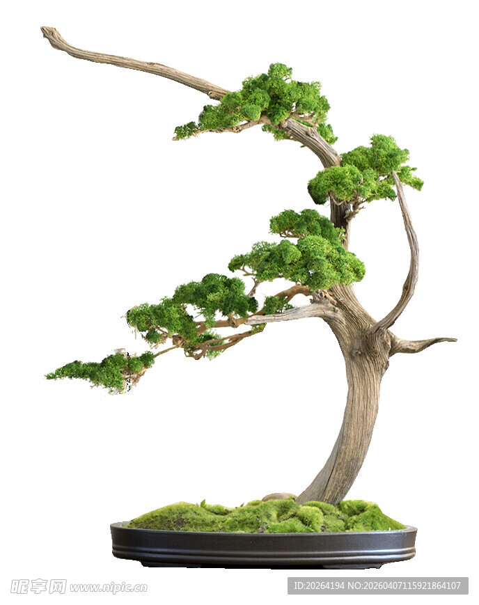 精致盆景 绿意盎然韵味足