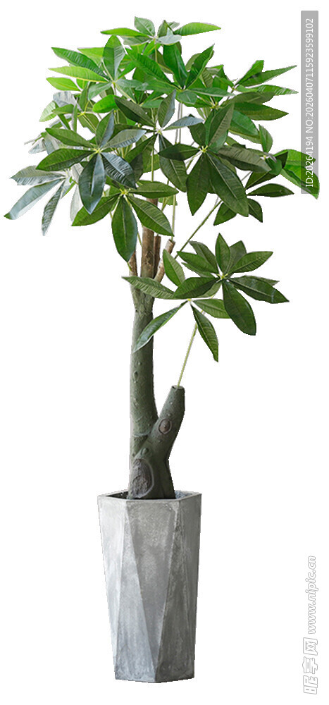 现代简约风格盆栽绿植