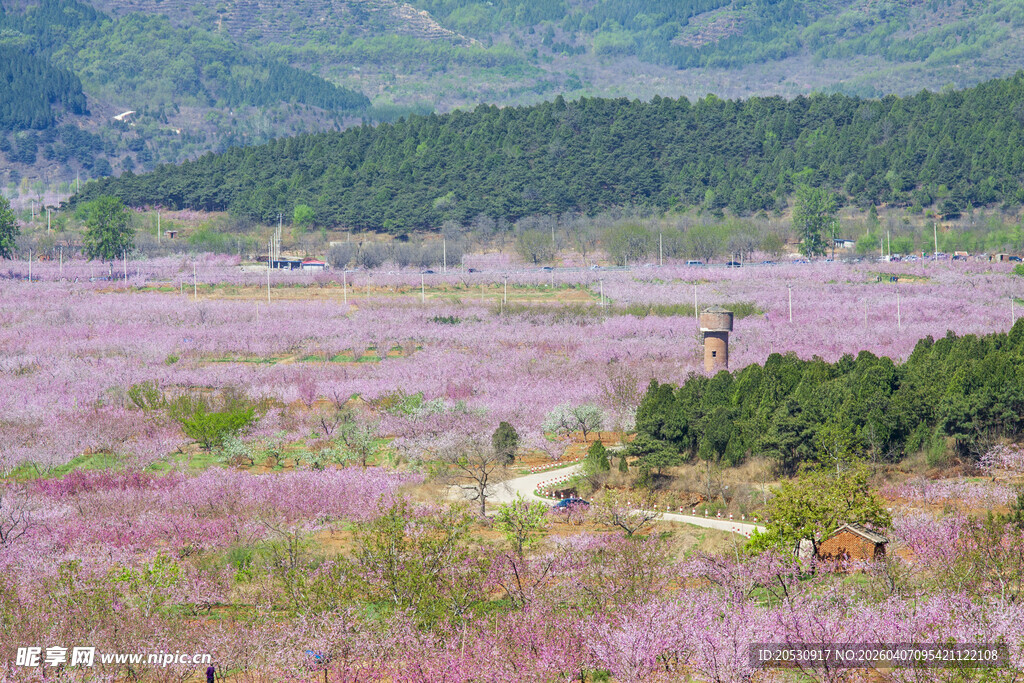 北京平谷桃花海风光