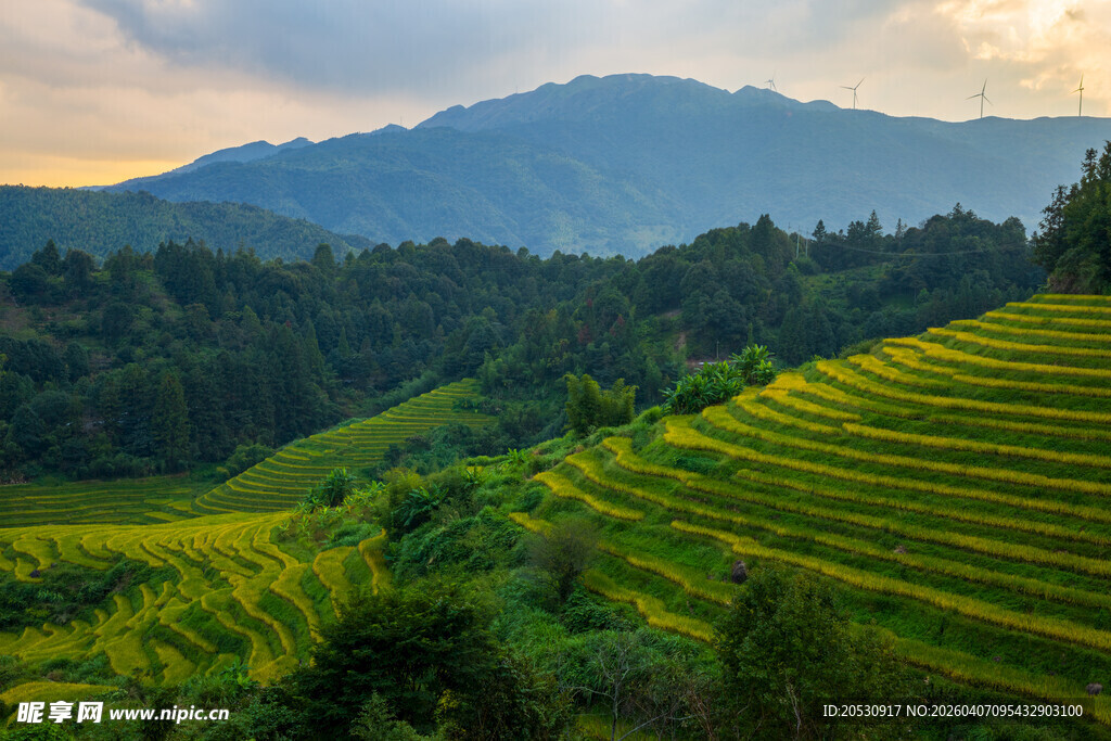 福建南靖田螺坑梯田水稻风光
