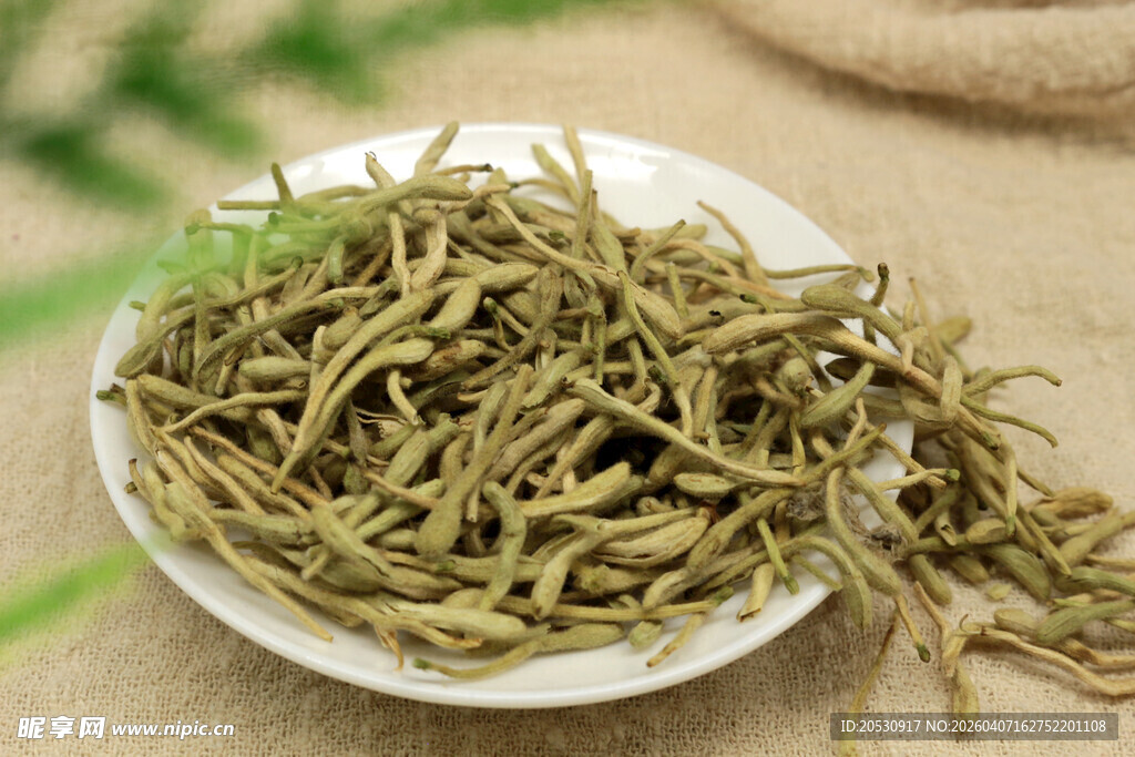 精品中药材植物金银花高清